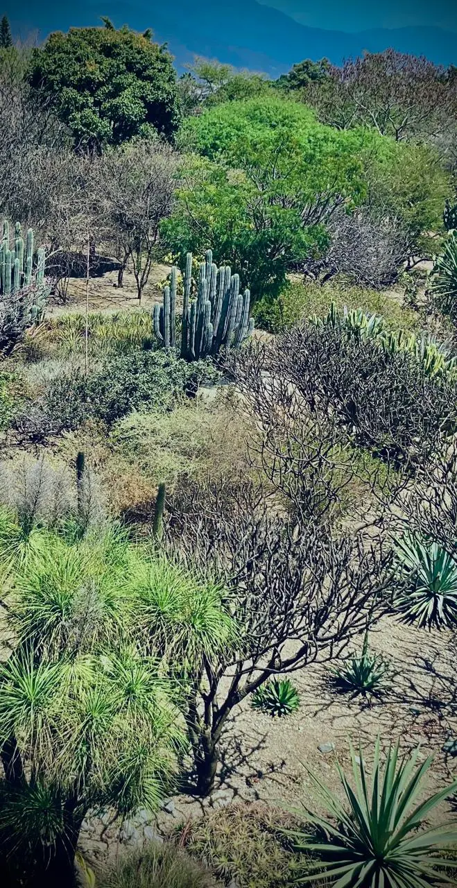 Paisaje desértico con cactus